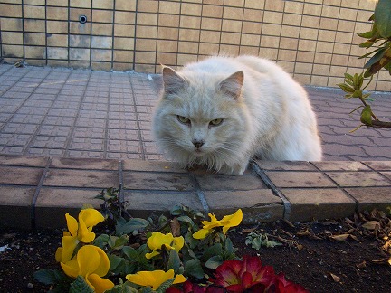 きれいな花ですね