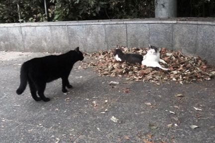 kuro2