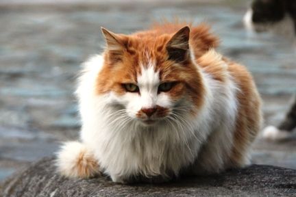 neko2
