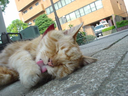 ¤ª¤½¤È¤Î¥«¡¼¤µ¤ó