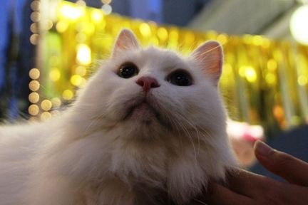 たなばたにゃんこ1