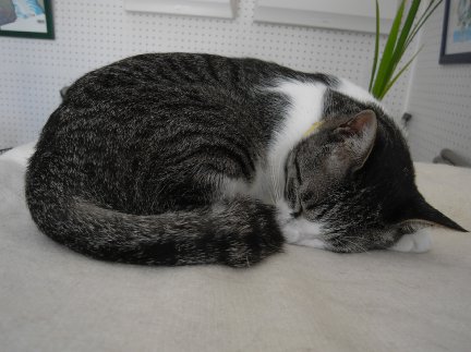 お昼寝中2