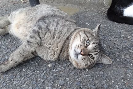 neko8