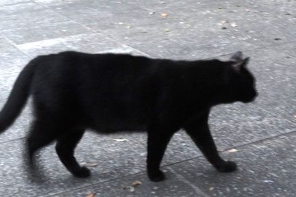 kuro