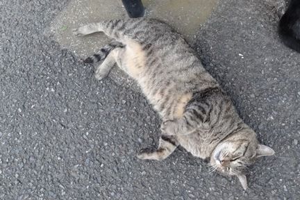 neko6