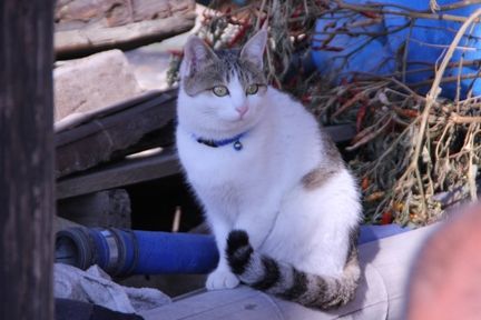 鋸南ねこ3