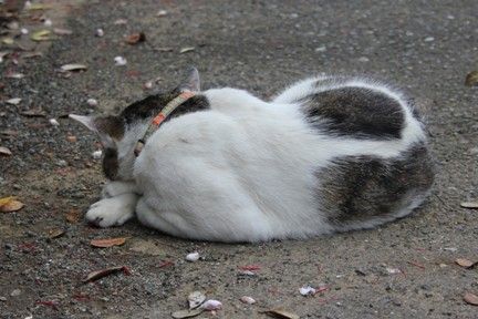 ねこちゃん