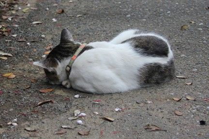ねこちゃん2