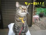 見ミィ