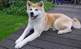 【犬の大辞典】世界中に住む犬達の種類と特徴