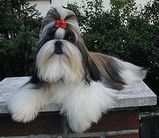 【犬の大辞典】世界中に住む犬達の種類と特徴