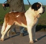 【犬の大辞典】世界中に住む犬達の種類と特徴