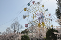 1072神戸市灘区王子動物園の桜