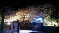 2085夜桜