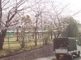 327神戸市東灘区御影山手・桜