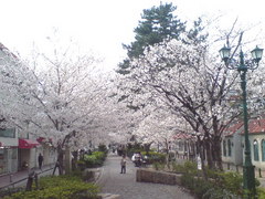 338宝塚市宝塚歌劇花の道・桜