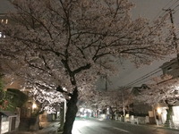 2099夜桜