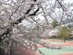341神戸市灘区青谷町・王子テニスコート・桜