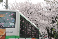 2110桜のトンネル