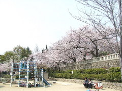 339神戸市灘区篠原北町・護国神社前公園・桜