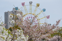 1067王子動物園、観覧車と桜