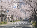 桜-1