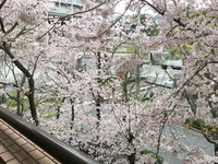 2103マンションからの桜