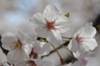 1071神戸市灘区王子動物園の桜
