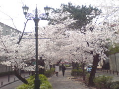 337宝塚市宝塚歌劇花の道・桜