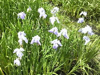 1211北播磨余暇村公園の花