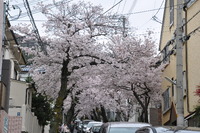 2108桜のトンネル