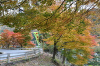 1684紅葉