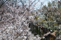2054神戸市灘区・桜