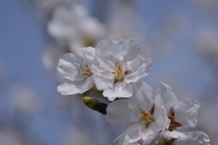 1388神戸市北区の桜