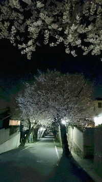 2086夜桜