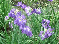 1210北播磨余暇村公園の花