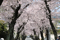 1047神戸市灘区摩耶ケーブル下、桜のトンネル