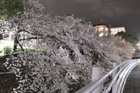 1978夜桜
