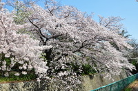 2055神戸市灘区・桜