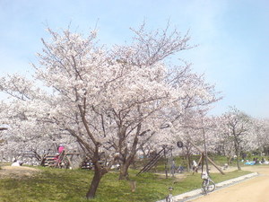334尼崎市田能西公園・桜