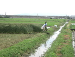709畳表のい草刈り取り、熊本県八代市