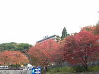 2039有馬温泉の紅葉