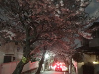 2100夜桜