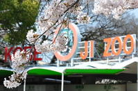 1068神戸市灘区王子動物園の桜
