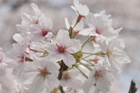 2088王子公園の桜