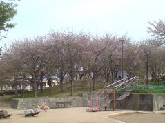 348尼崎市田能西公園・葉桜