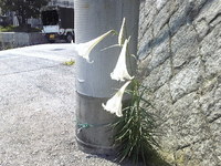745西宮市の路上にゆりの花?