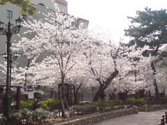 336宝塚市宝塚歌劇花の道・桜