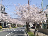桜-2