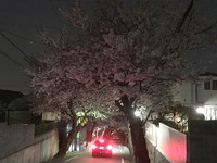 2101夜桜